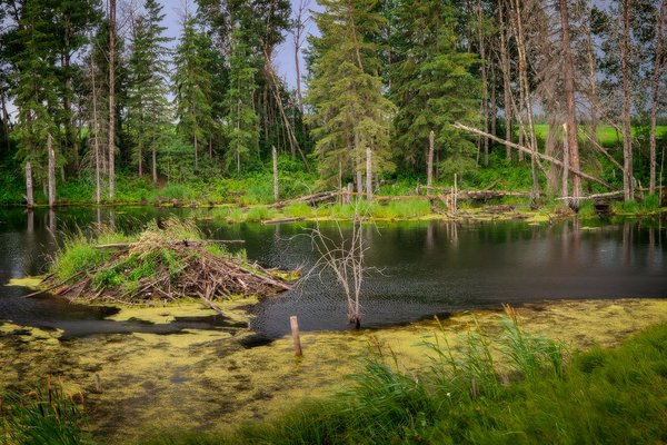 Dam Those Beavers Anyhow, Some Highway in Alberta, 2020-07-13
