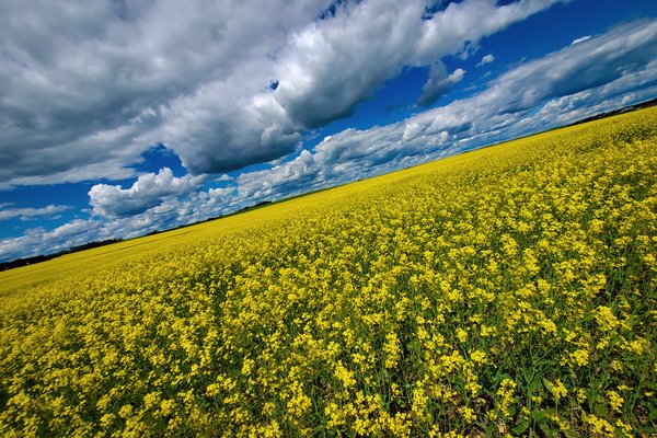 Canola Canoodling on the Way Home from the Dentist, July 18, 2020