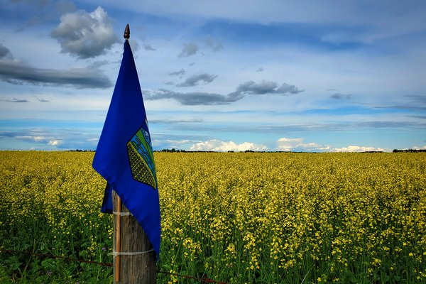 Alberta Proud, Canola Field on Outskirts of Barrhead, Alberta, July 20, 2020