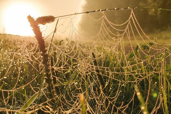 Dew Covered Webs by the Walking Trail, Barrhead, AB, 2020-08-25