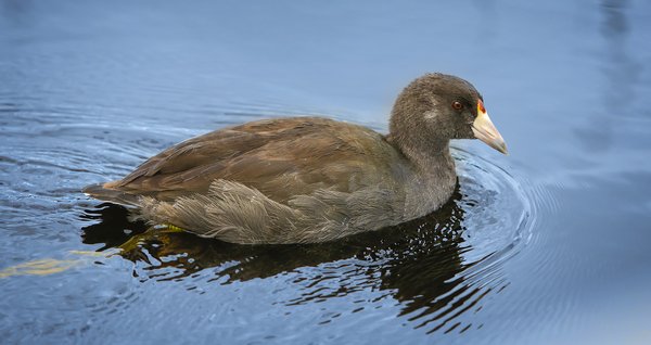 American Coot, Clifford E. Lee Bird Sanctuary, Spruce Grove, Alberta, 2020-08-29