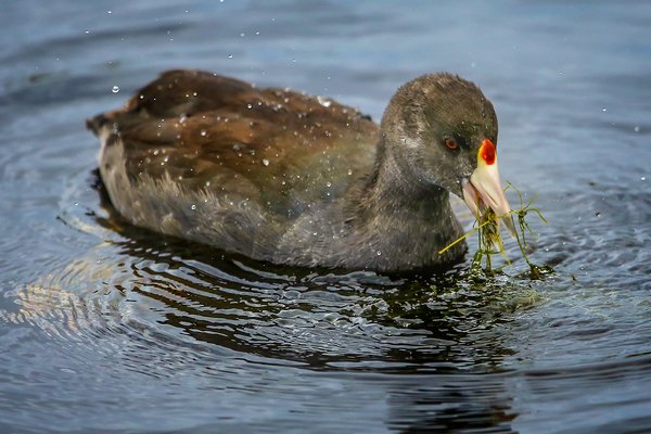Don't Talk with Your Mouth Full, Clifford E. Lee Bird Sanctuary, Spruce Grove, Alberta, 2020-08-29