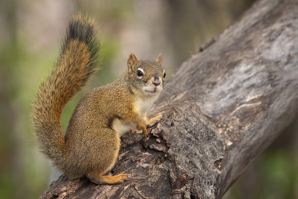 Giving the squirrel a whirl, Clifford E. Lee Bird Sanctuary, Spruce Grove, Alberta, 2020-08-29