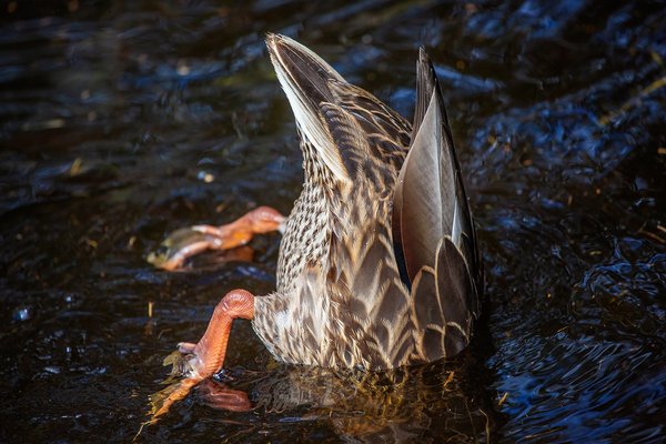 All About That Bass, Clifford E. Lee Bird Sanctuary, Spruce Grove, Alberta, 2020-08-29