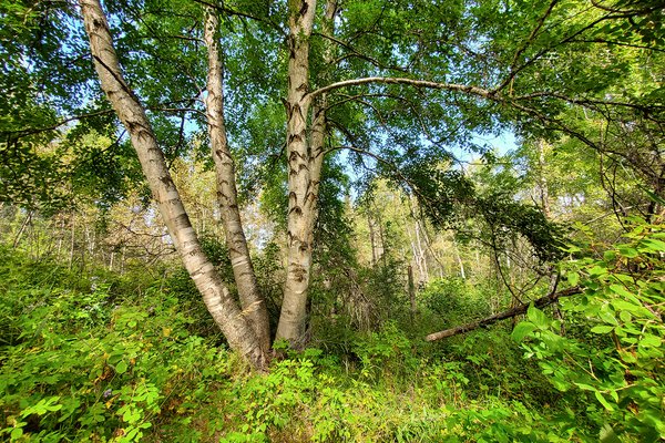 Trees give peace to the souls of men, Clifford E. Lee Bird Sanctuary, Spruce Grove, Alberta, 2020-08-29