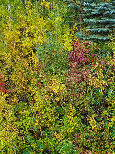Pallette of Fall Colours from Above, Walking Bridge, Barrhead, Alberta, 2020-09-04