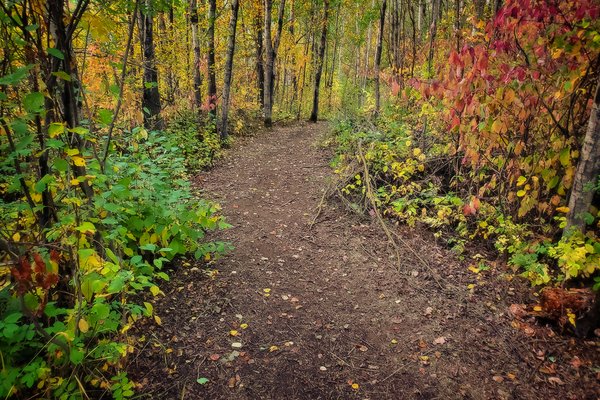 A Morning Walk Through the Woods, Barrhead, Alberta, 2020-09-17