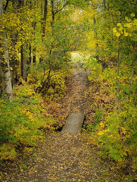That Bridge Again, Walking Trail through Hidden Forrest, Barrhead, AB, 2022-09-21