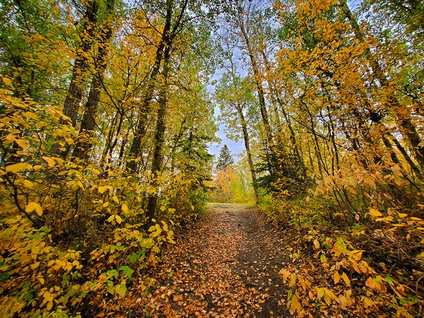 Emergence, Hidden Forrest, Barrhead, Alberta, 2020-09-21