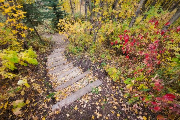 Stairway to Heaven, Hidden Walking Trails, Barrhead, Alberta, September 21, 2020
