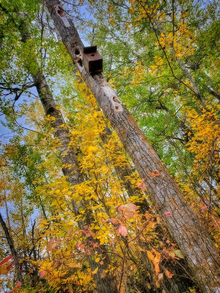 This one's for the birds, Hidden Forest, Barrhead, Alberta, 2020-09-21