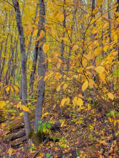 Old Yeller, Hidden Forest, Barrhead, Alberta, 2020-09-21