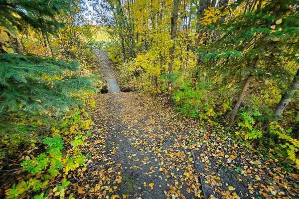 A Bridge Too Far, Hidden Forest, Barrhead, Alberta, 2020-09-22