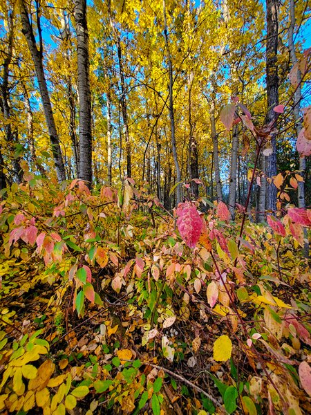 Random Fall Colours, 1 of a Series, Barrhead, AB, September 2020 copy