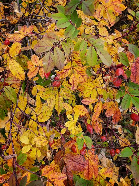 The Season Tends to Colour Your View, Hidden Forest, Barrhead, Alberta, 2020-09-23
