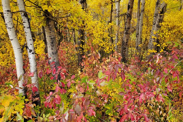 A Rare Display of Full Fall Colours for this Province, Barrhead, Alberta, 2020-09-23