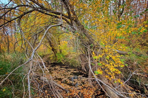 Hidden Grotto, Barrhead, Alberta, 2020-09-23