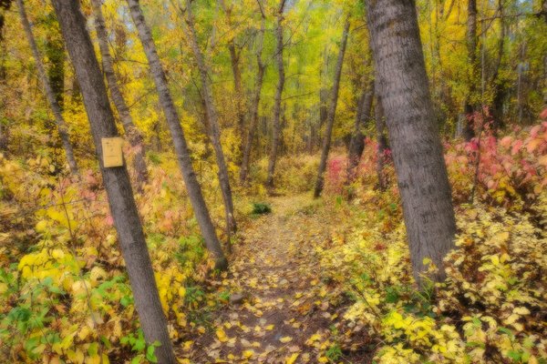 Trail 1, Hidden Forrest, Barrhead, Alberta, 2020-09-23