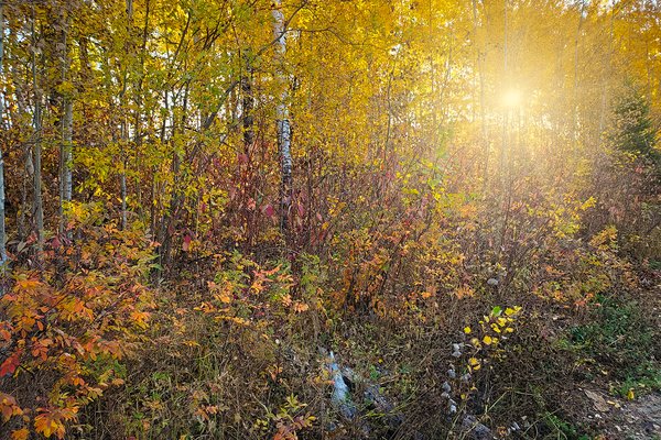 Sun Heading for the Horizon, Hidden Forrest, Barrhead, Alberta, 2020-09-26
