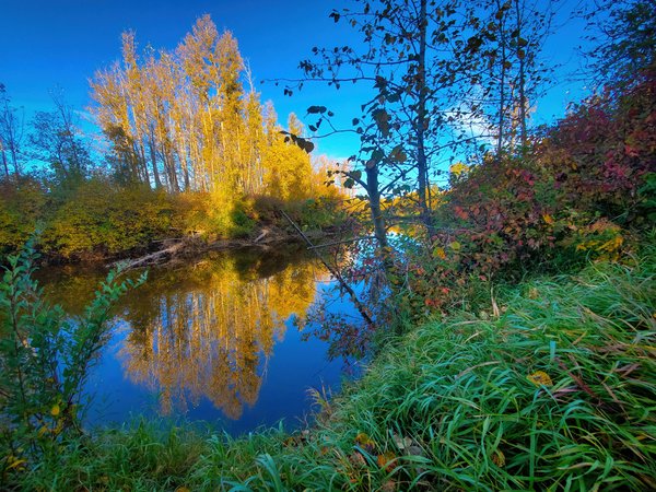 Fall Morning Along Paddle River, Barrhead, Alberta, September 26, 2020