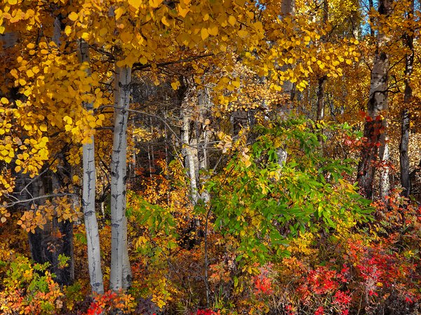 Fall Colours Alongside Blue Heron Walking Trail, Barrhead, Alberta, 2020-09-26