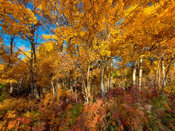 Colour Guard, Hidden Forrest, Barrhead, Alberta, 2020-09-26