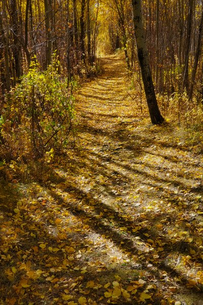 Well Lined Pathway, Barrhead, AB (Fall 2020)