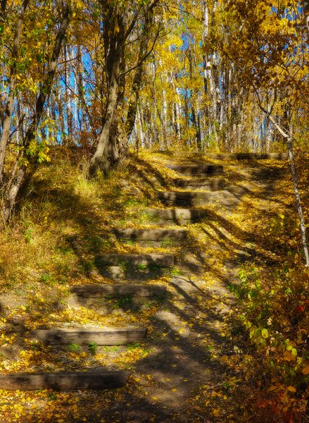 Time to step it up, Hidden Forrest, Barrhead, Alberta, 2020-09-29