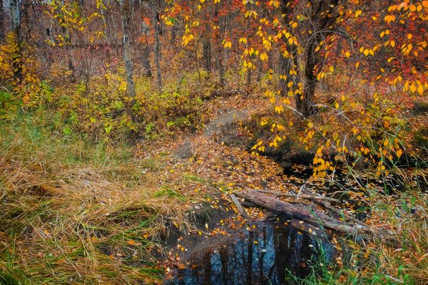 When Ugly is Pretty, Hidden Forest, Barrhead, Alberta, 2020-10-04
