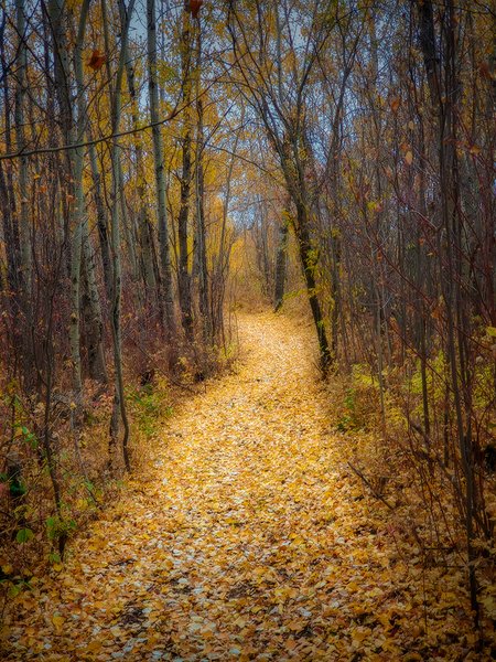 Walking Over the Bodies of the Fallen, Hidden Forrest, Barrhead, Alberta, 2020-10-04