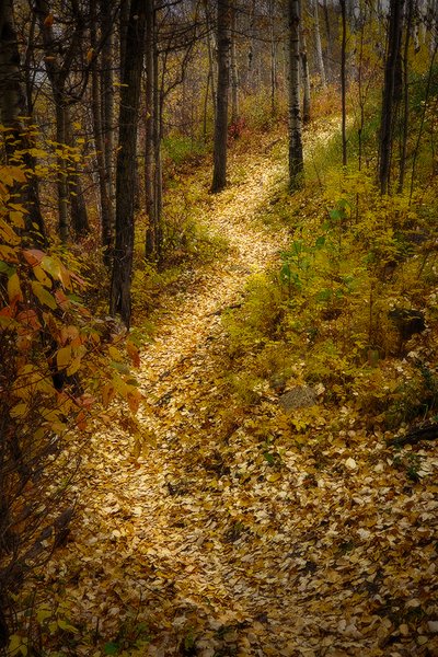 The Road to Perdition, Hidden Forrest, Barrhead, Alberta, 2020-10-04