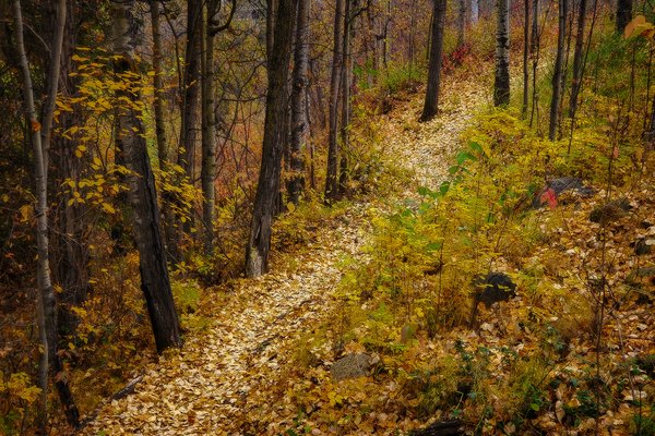 Following the Trail, Hidden Forrest, Barrhead, Alberta, 2020-10-04