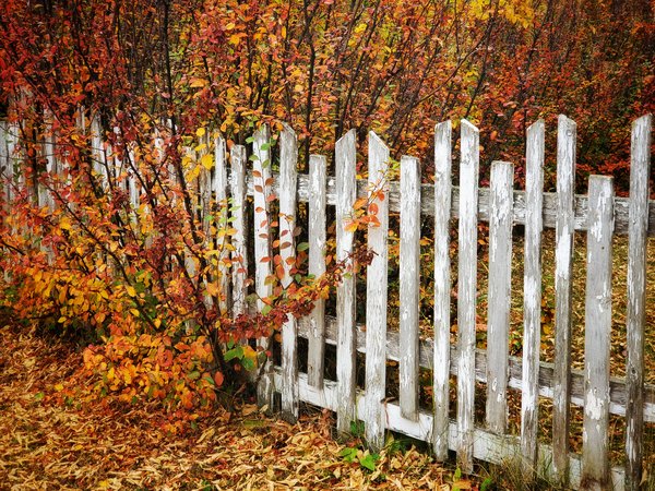 Fall colours on the fence line.