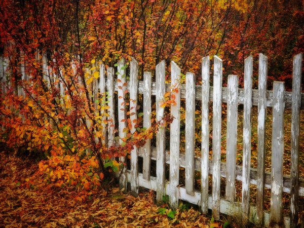 Fenced in by Fall, Barrhead, Alberta, 2020-10-04