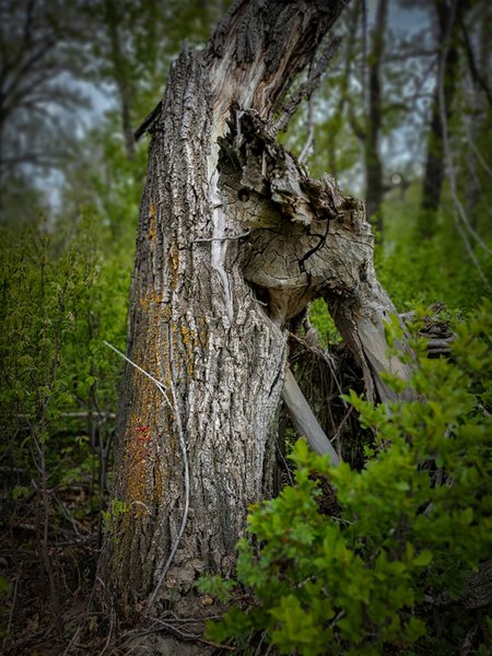 Tree by River in Wyndham-Carseland Provincial Park, May 21, 2021