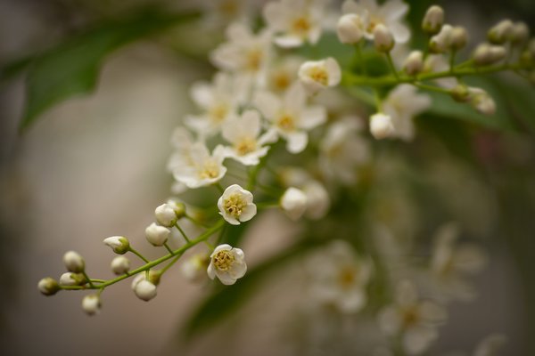 Mayday blossoms on back patio, May 26, 2021