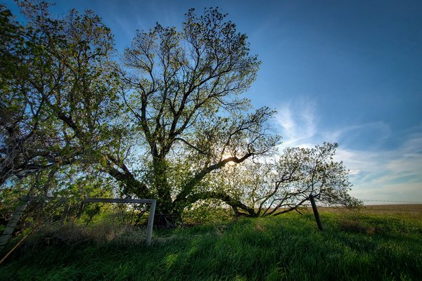 Tree Along Irrigation Canal Northwest of Strathmore, Alberta, May 25, 2021