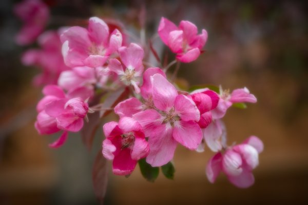 Thunderchild Crabapple Blossoms, May 28, 2021
