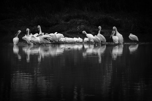 Pelicans Congregating at Wyndham-Carseland Provincial Park, May 29, 2021