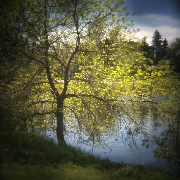 New Leaves, Kinsmen Lake 7