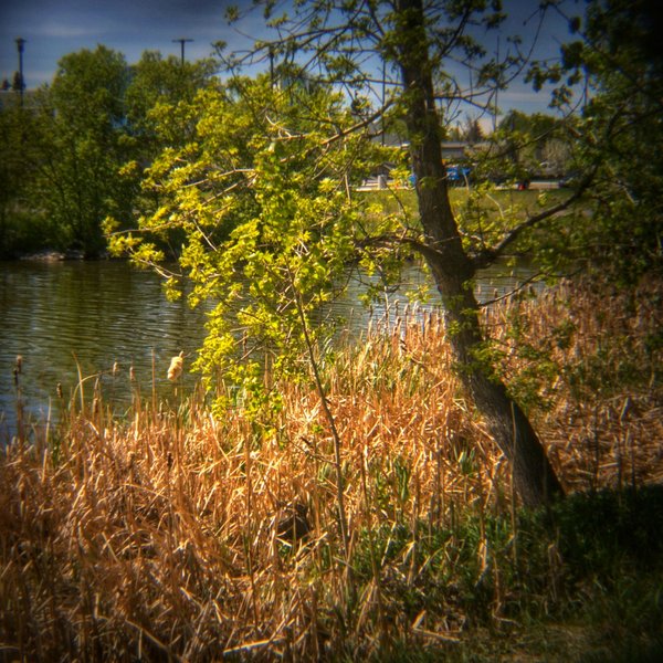 New Leaves, Kinsmen Lake 5