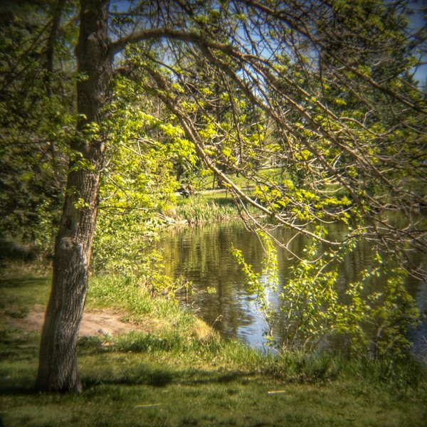 New Leaves, Kinsmen Lake 1