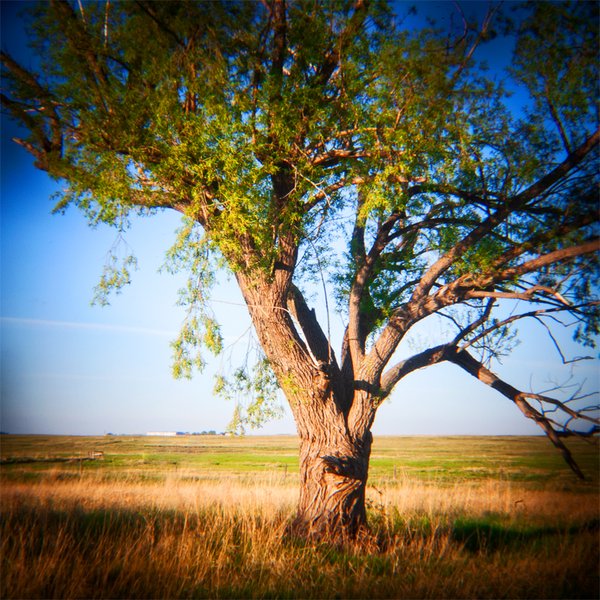 Tree on Edge of Strathmore, June 01, 2021