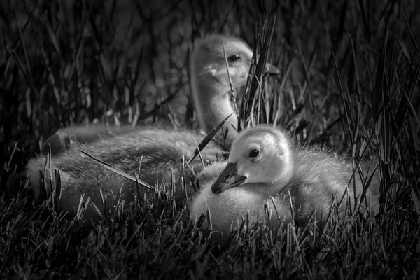 Goslings in B&W, June 02, 2021