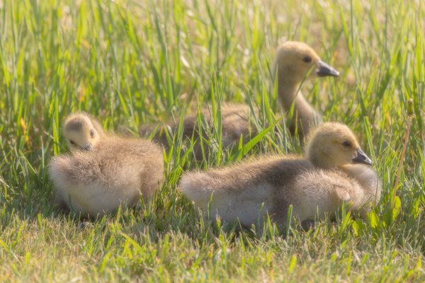 Three Pack of Goslings Chillin' Like Villains, June 02, 2021