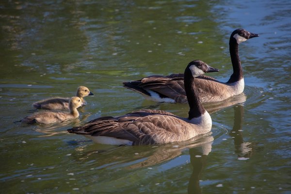 Geese and Goslings Swimming, June 02, 2021