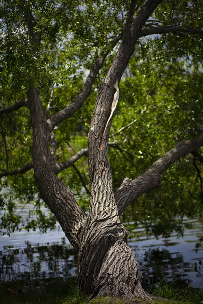 Yggdrasil 1 of 3, Kinsmen Lake, Strathmore, Alberta, June 12, 2021