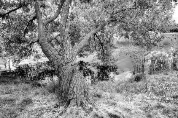 Yggdrasil 2 of 3 (fake infrared), Kinsmen Lake, Strathmore, Alberta, June 12, 2021