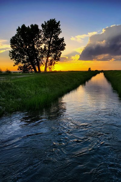 Tree by Canal at Dusk 1 of 2, Northwest of Strathmore, Alberta, June 14, 2021