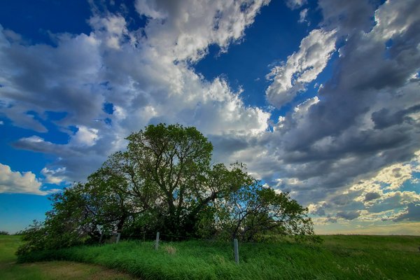 Dat Tree, Edge of Pasture, Northwest of Strathmore, Alberta, June 15, 2021
